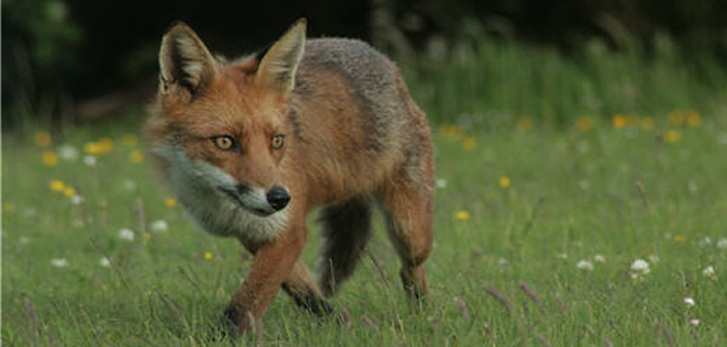 Fox pest control for Liverpool   & Merseyside, Pest Control for Foxes