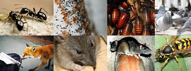 Eccleston Pest Control Service: professional pest control for Liverpool & Merseyside, please contact us for more info.