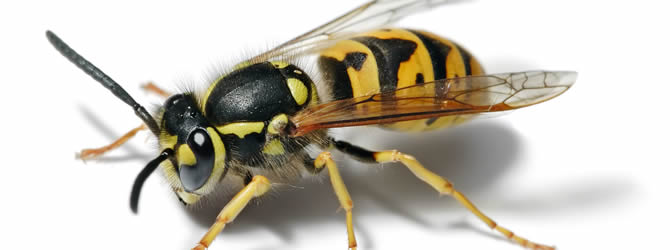 Eccleston Pest Control Service: professional pest control service for Wasps Liverpool & Merseyside, please contact us for more info.