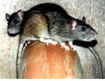 brown rats